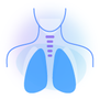 Дыхательная система